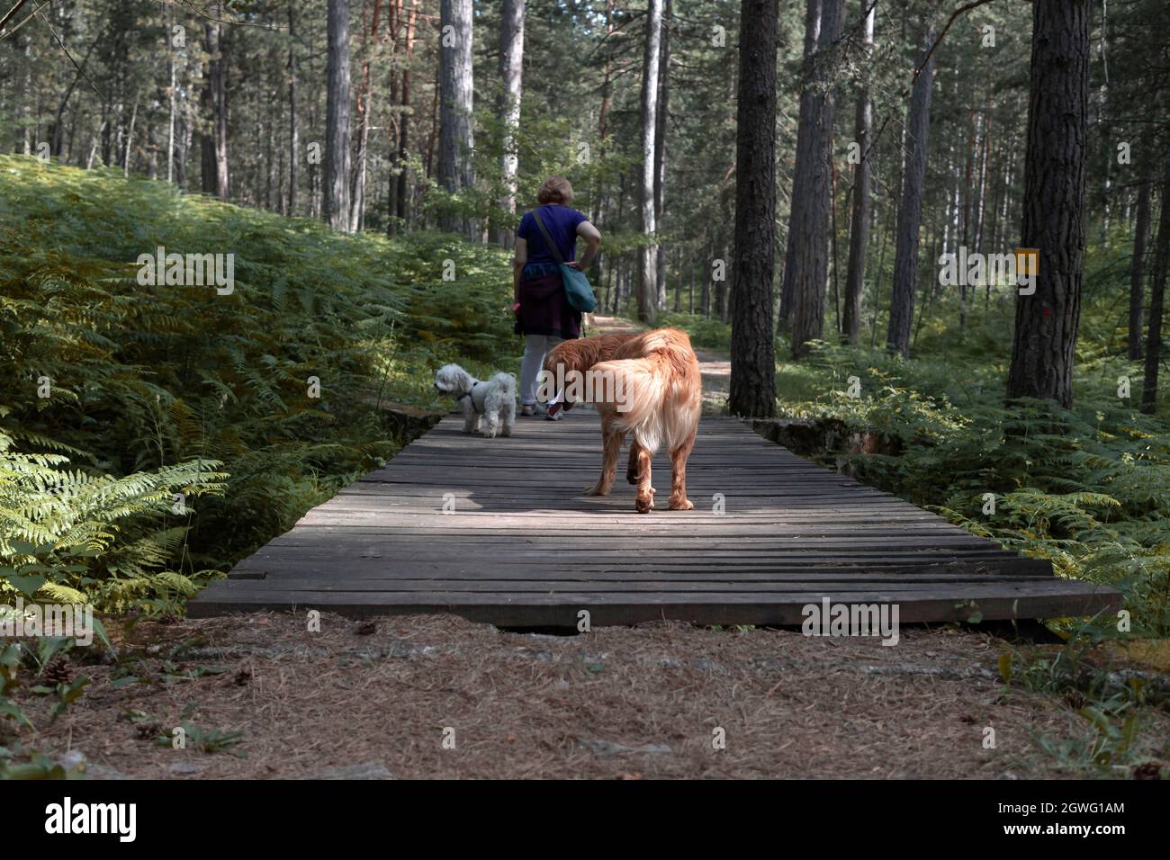Blick von hinten auf eine Hikerin, begleitet von zwei Hunden, die auf einem Waldweg eine Holzbrücke überqueren Stockfoto