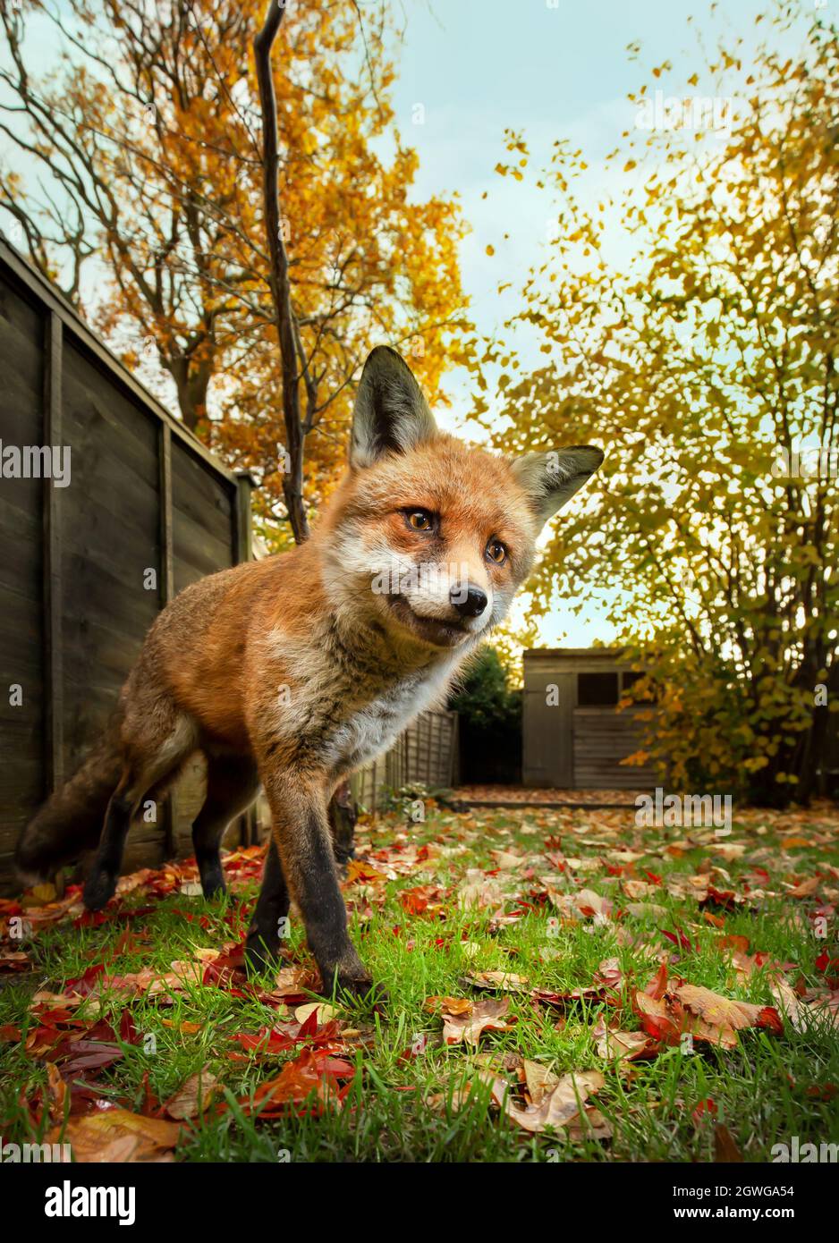 Nahaufnahme eines Rotfuchses, der in Herbstblättern in einem Garten steht, Großbritannien. Stockfoto