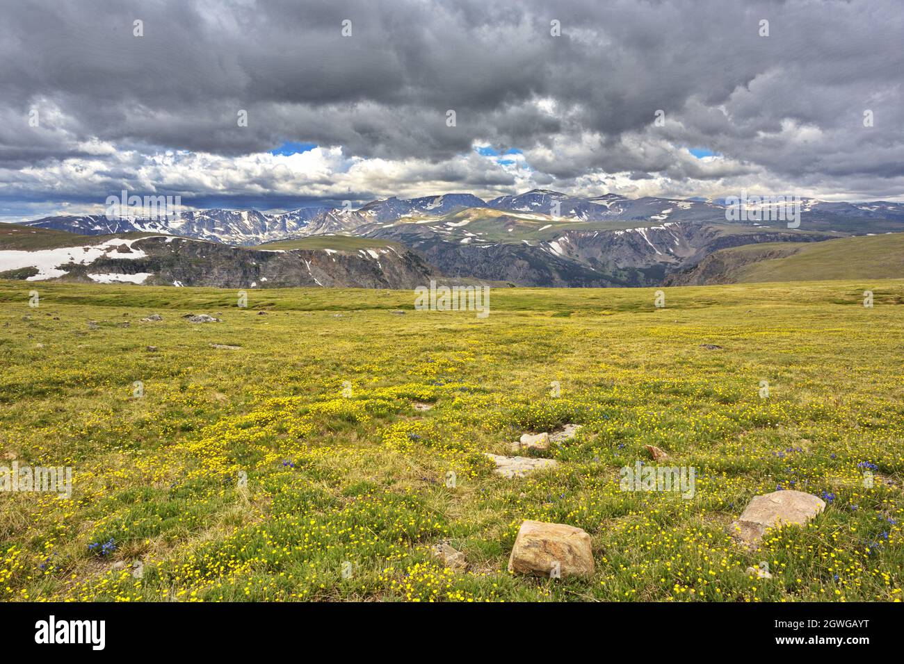 Landschaftsansicht der nördlichen Rocky Mountains, einer alpinen Wiese und wogenden Wolken am Himmel entlang des Beartooth Highway in Montana und Wyoming. Stockfoto