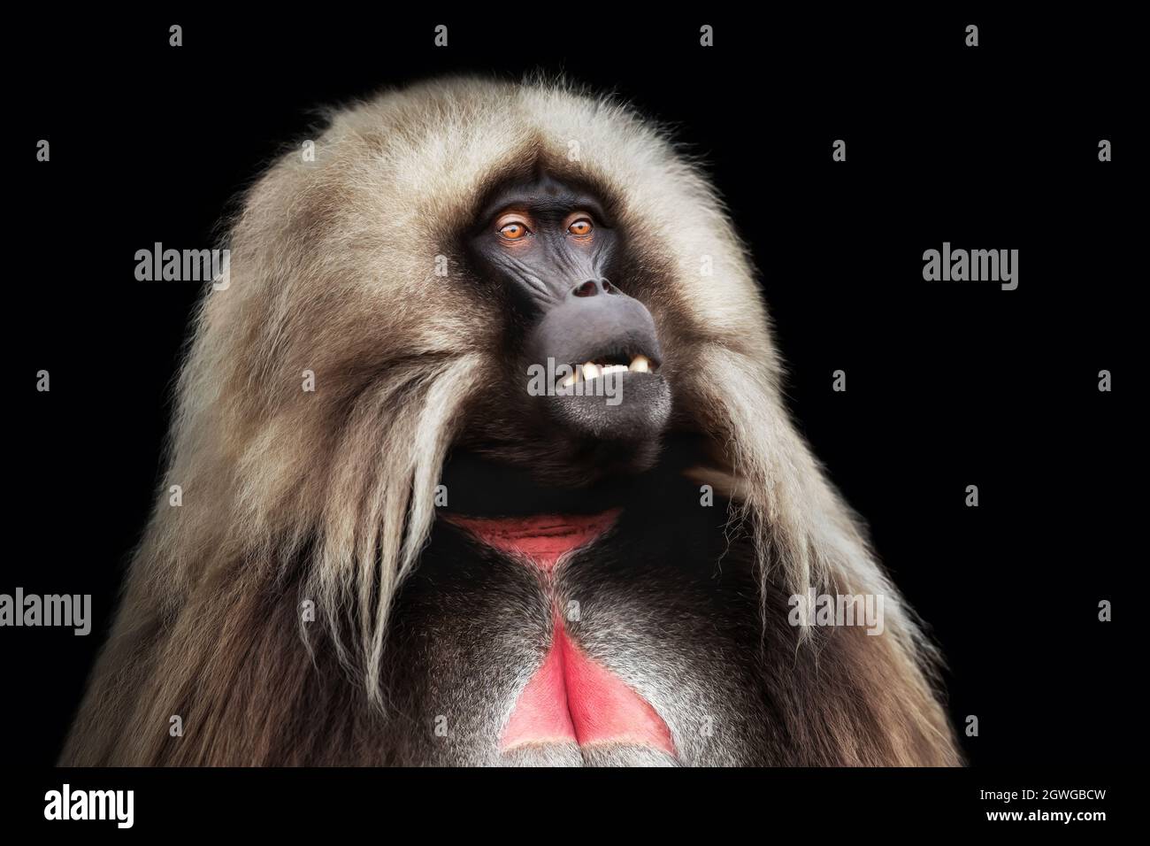 Porträt eines männlichen Gelada-Affen (Theropithecus gelada) vor dunklem Hintergrund, Simien-Gebirge, Äthiopien. Stockfoto