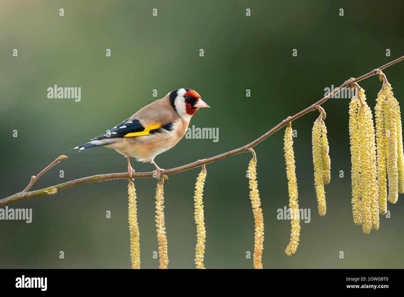 Nahaufnahme eines Stieglitz (Carduelis carduelis) auf einer Haselnuss Baum mit catkin, Großbritannien thront. Stockfoto