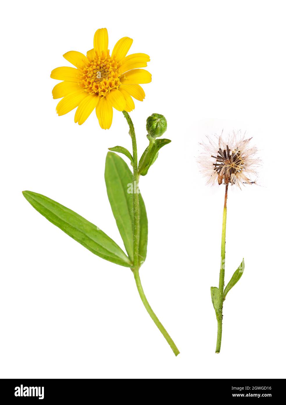 Arnika-Pflanze für alternative Medizin Stockfoto