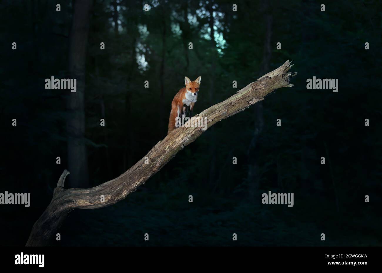 Rotfuchs (Vulpes vulpes) auf einem Baumzweig vor dunklem Hintergrund im Wald, Großbritannien. Stockfoto