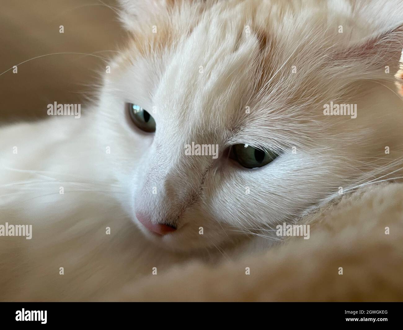 Nahaufnahme einer Katze Stockfotografie - Alamy