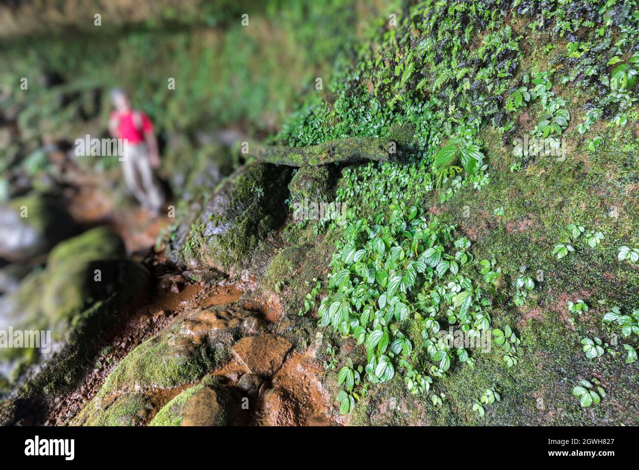 Pflanzen wachsen an der feuchten Wand hinter Wasserfall im Naturpark, Tham Champy, Paksong, Laos Stockfoto