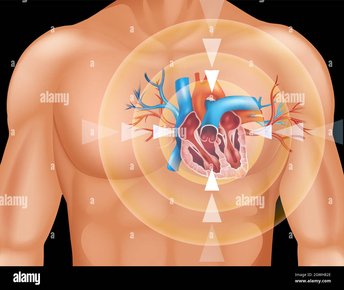Menschliches Herz in Nahaufnahme Diagramm Stock Vektor