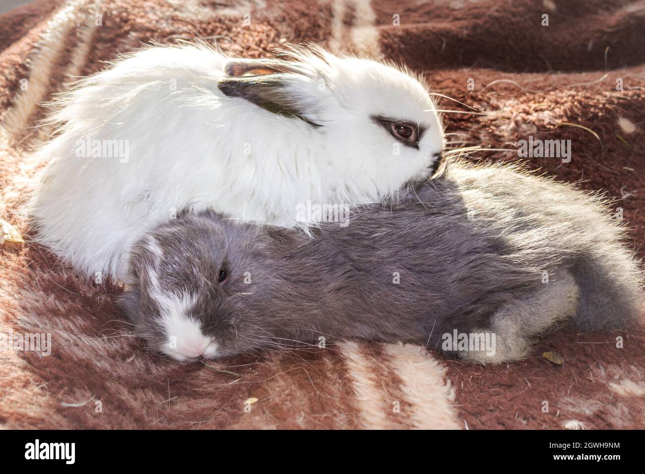 Weißes Graues Kaninchen Stockfotos und -bilder Kaufen - Alamy