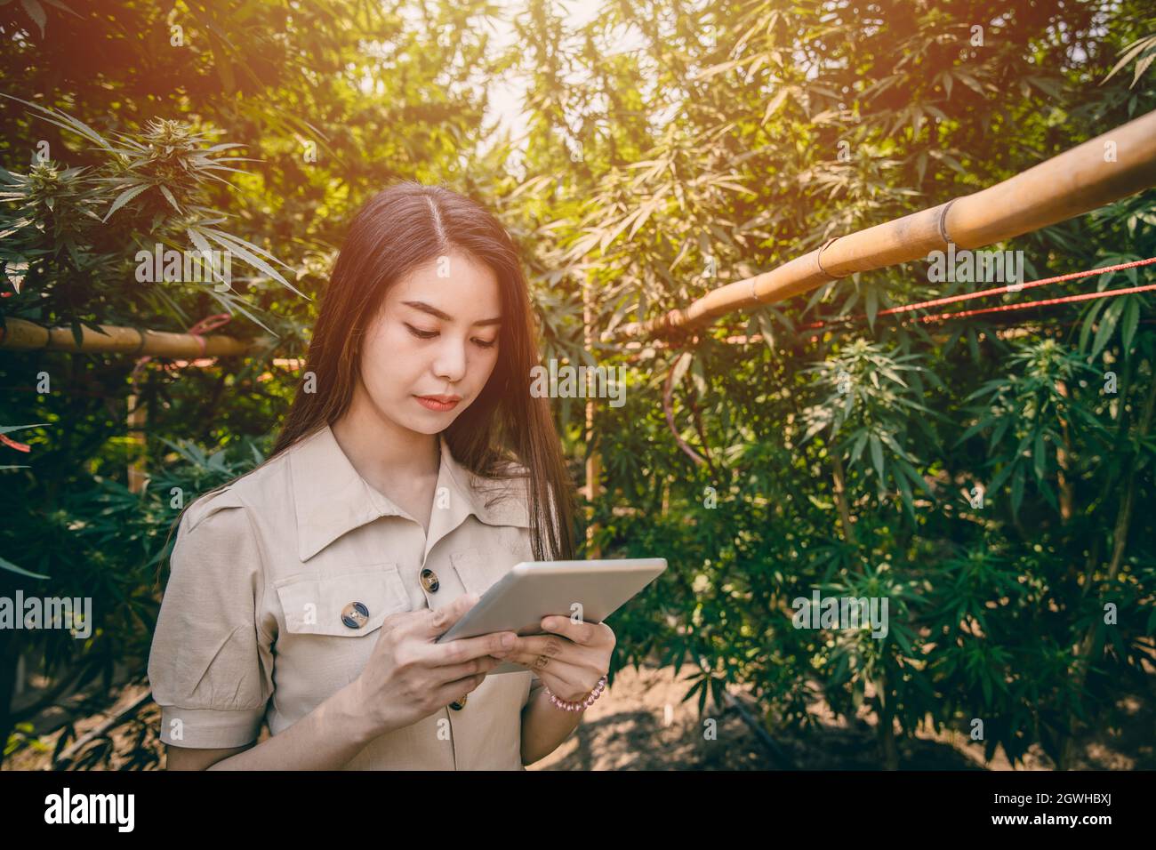 Intelligente junge Frau Cannabisfarmerin verwendet moderne Tablet-Technologie zur Überwachung der Marihuana- oder Hanfplantage. Stockfoto