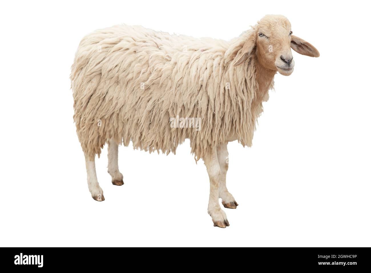 Das Schaf Vollkörper stehend isoliert auf weißem Hintergrund mit Clipping-Pfad. Stockfoto