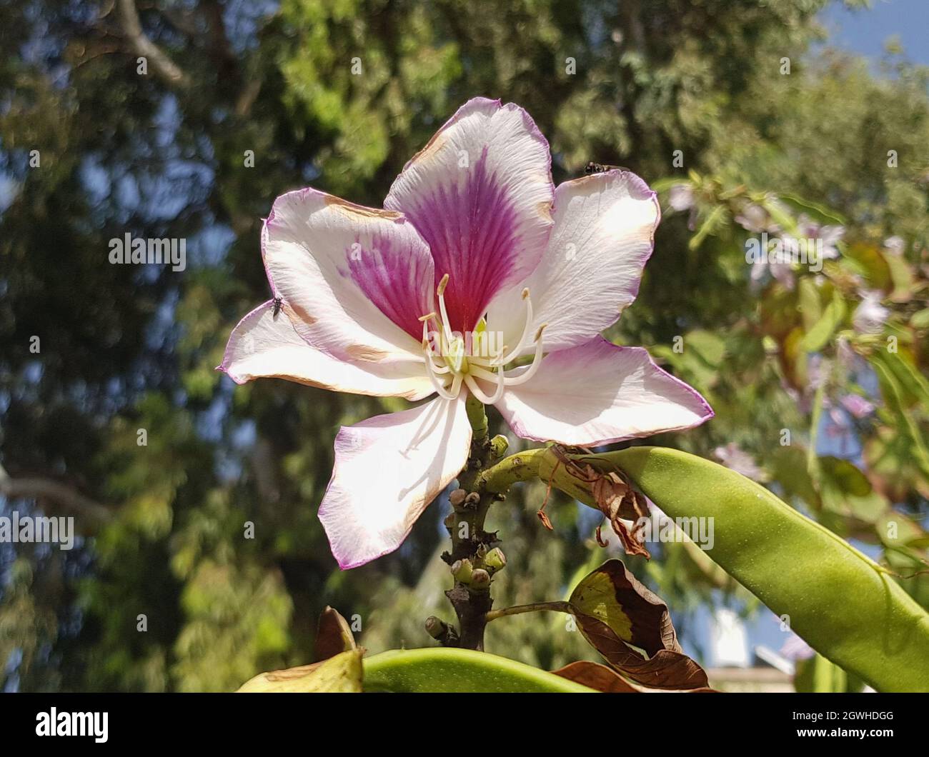 Zierbaum Fr Garten Als Hochstrauch Bauhinia Variegata Samen  10 Stck,  Orchideenbaum, Winterhart, Blht Rosa-wei, Duftend Orchideenbaum Samen 10  Stck