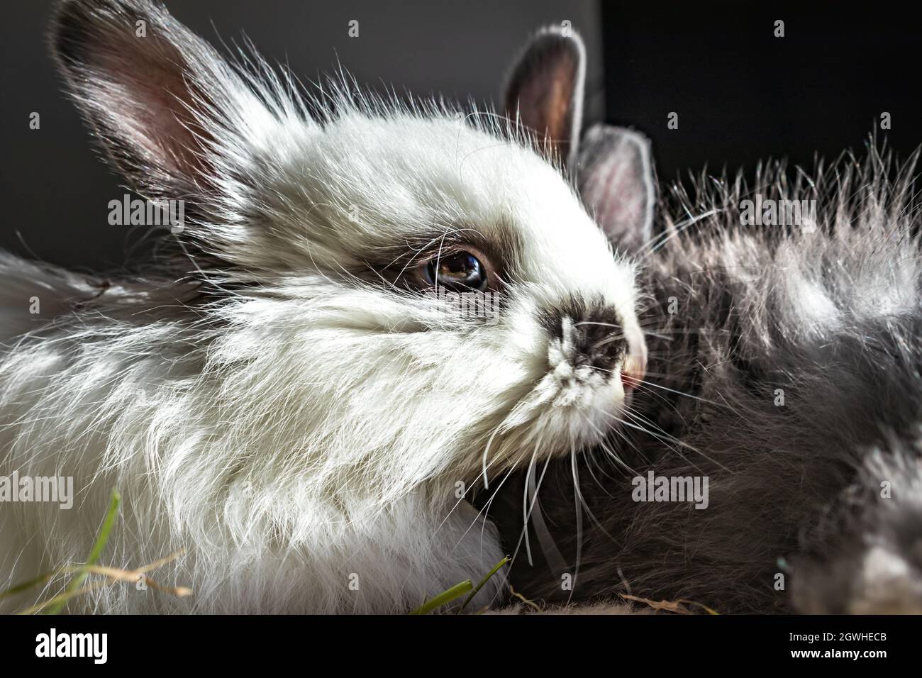 Inländische weiße Baby Jersey Wooly Kaninchen essen und schlafen, Kapstadt,  Südafrika Stockfotografie - Alamy