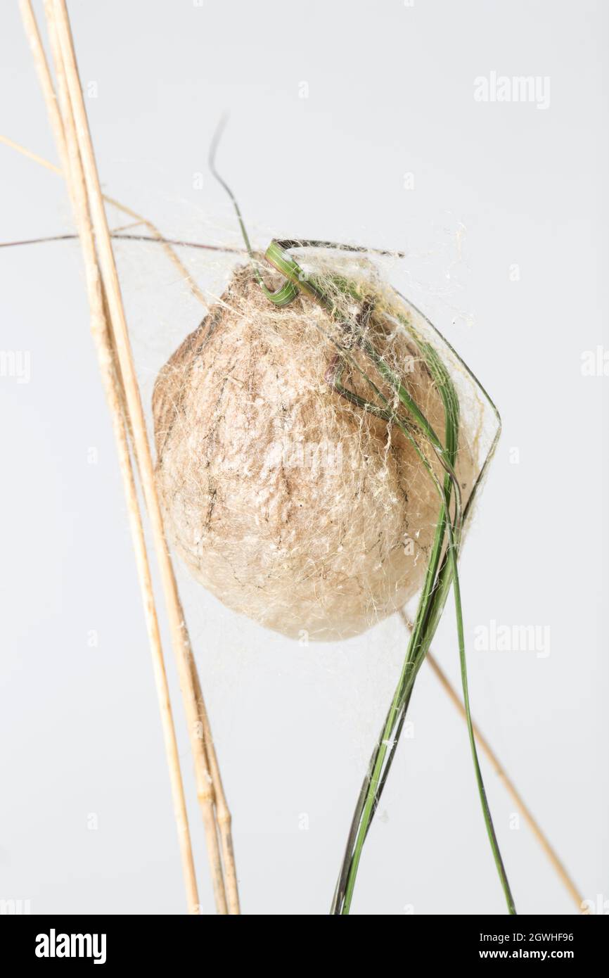 Ein Beispiel für den Eiersack einer Wespenspinne, Argiope bruennichi, der sich aus Europa ausgebreitet und Teile Südenglands kolonisiert hat. Dorset England, Großbritannien Stockfoto