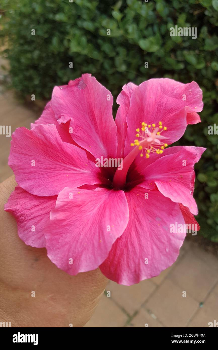 Blumen in einem dekorativen Fachwerk Botanischer Garten Emek Hefer in Israel Stockfoto