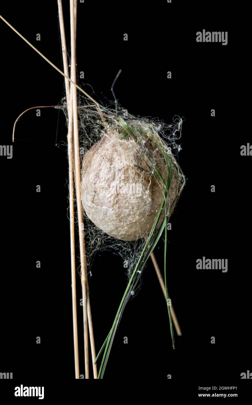 Ein Beispiel für den Eiersack einer Wespenspinne, Argiope bruennichi, der sich aus Europa ausgebreitet und Teile Südenglands kolonisiert hat. Dorset England, Großbritannien Stockfoto