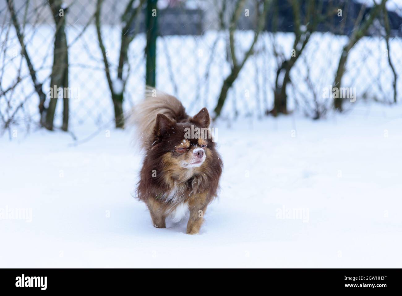 Der Shih Tzu Hund Hat In Der Wintersaison In Helsinki, Finnland, Schnee  Gespielt Stockfotografie - Alamy