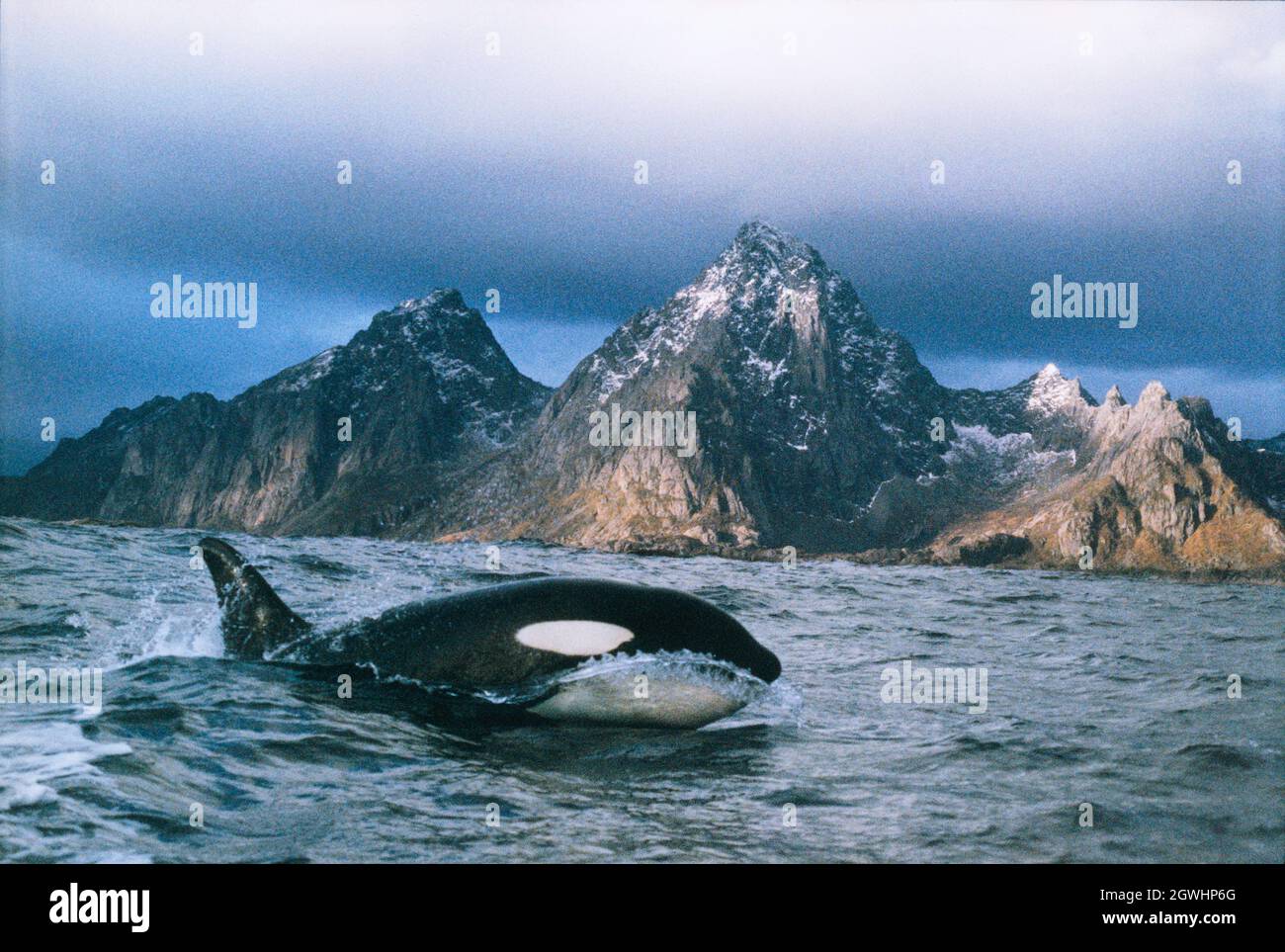 Killerwal, Orca, Orcinus Orca, ist ein Zahnwal der ozeanischen Delfinfamilie, von der er das größte Mitglied ist. Stockfoto
