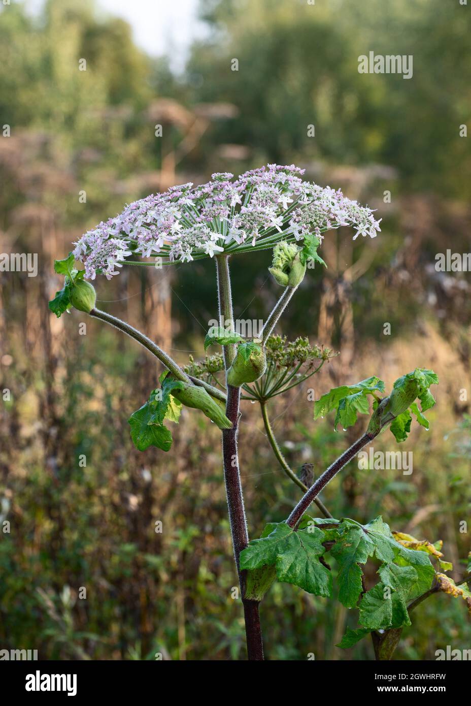 Heracleum Pflanze auch Kuh Pastinak während der Blüte genannt Stockfoto