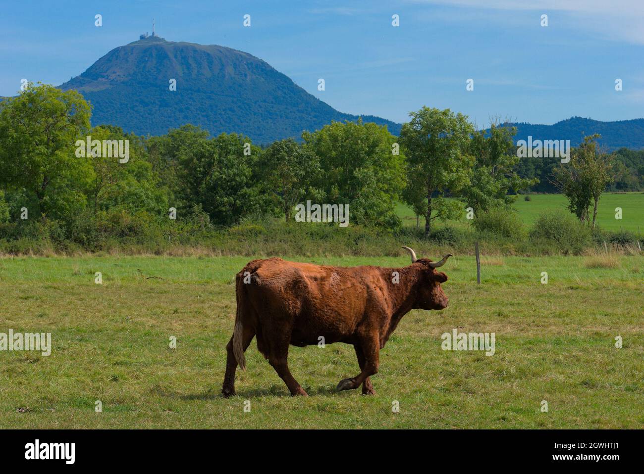 Salers Kuh auf der Wiese vor dem Vulkan Puy-de-Dôme Stockfoto