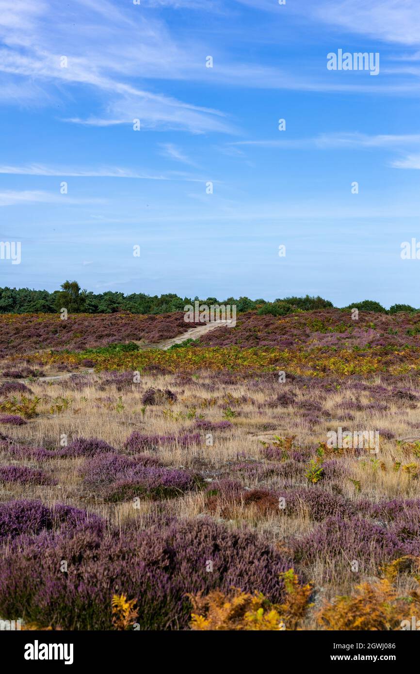 Am Ende des Sommers blüht das Heidekraut auf dem wunderschönen Suffolk-Heideland, ein Gebiet von außergewöhnlicher natürlicher Schönheit Stockfoto