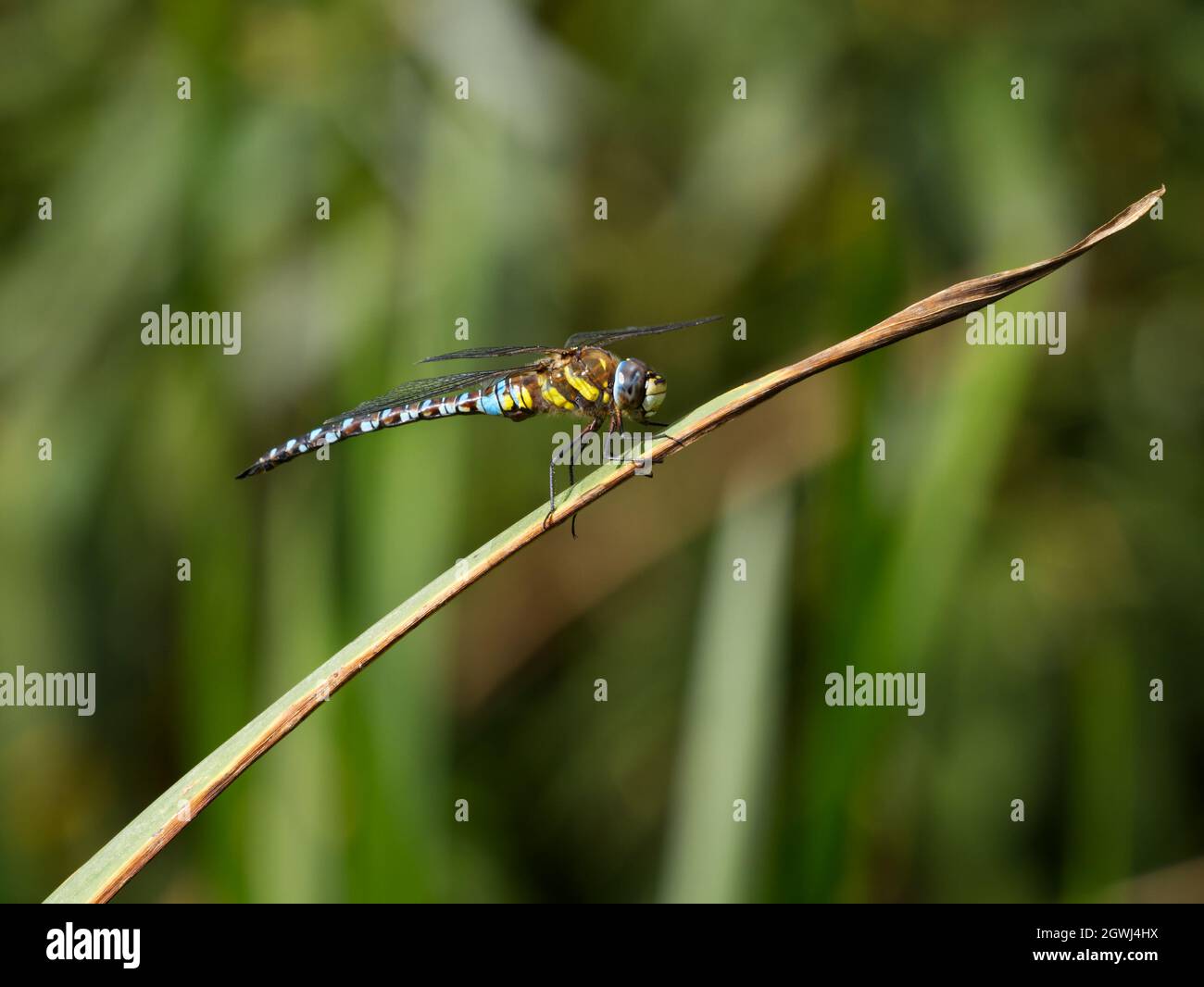 Männliche Wanderfliege Hawker (Aeshna mixta), die auf einem Blatt im Smestow Valley Nature Reserve, Wolverhampton, Großbritannien, thront Stockfoto