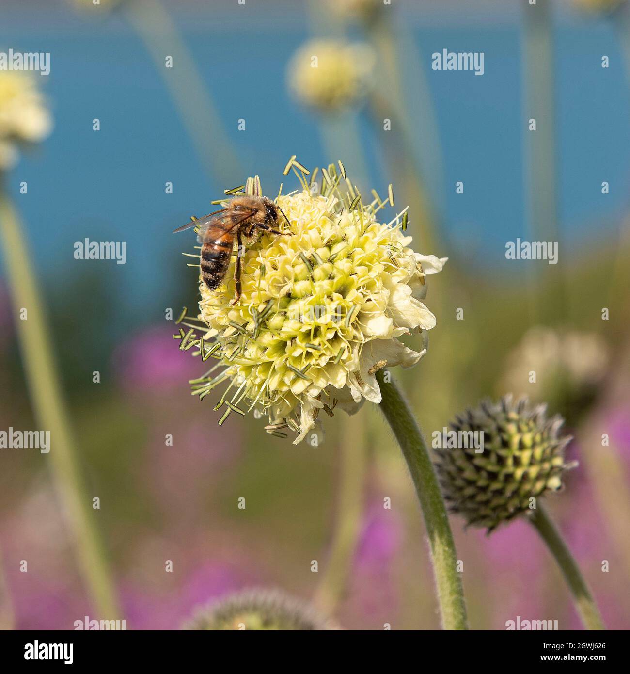 Nahaufnahme einer Biene auf einer gelben Blume in einem Garten Stockfoto