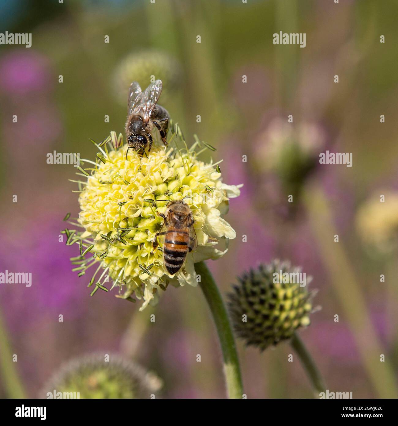 Nahaufnahme einer Biene auf einer gelben Blume in einem Garten Stockfoto