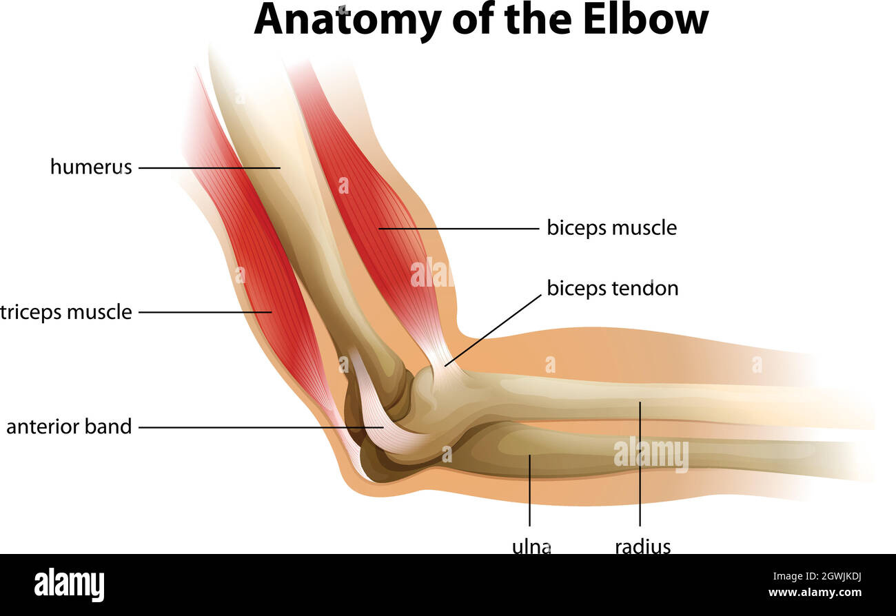 Anatomie des menschlichen Ellenbogens Stock Vektor