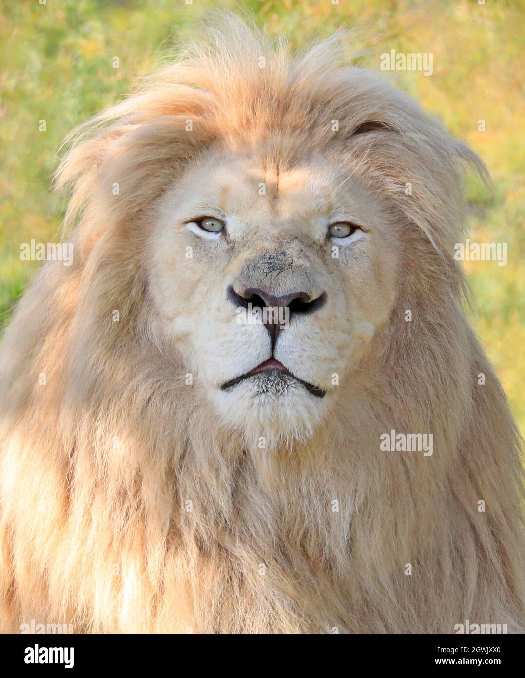 Porträt des weißen Löwen Stockfoto