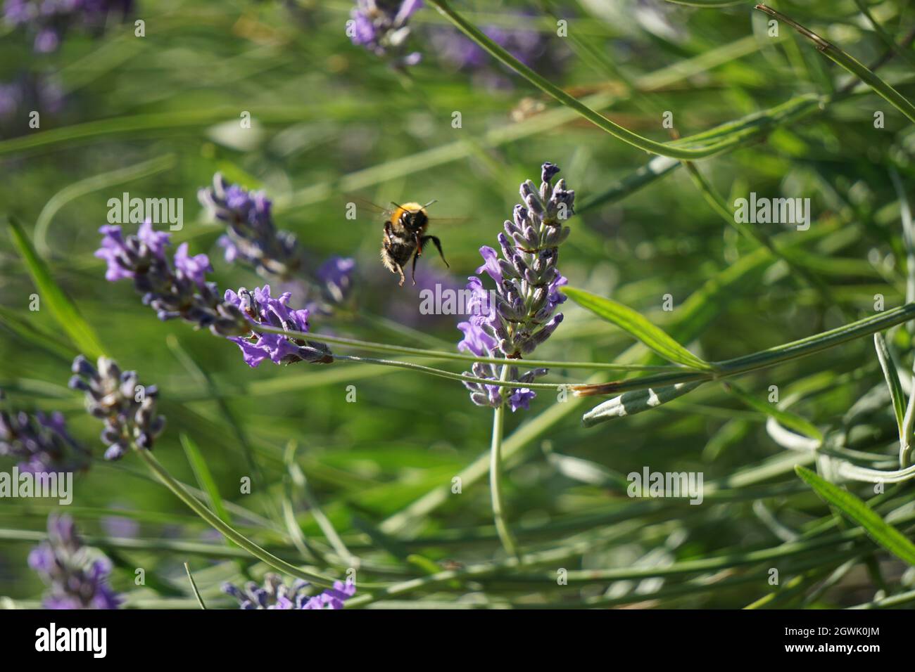 Bienen Bestäuben Auf Purple Flowering Plant Stockfoto