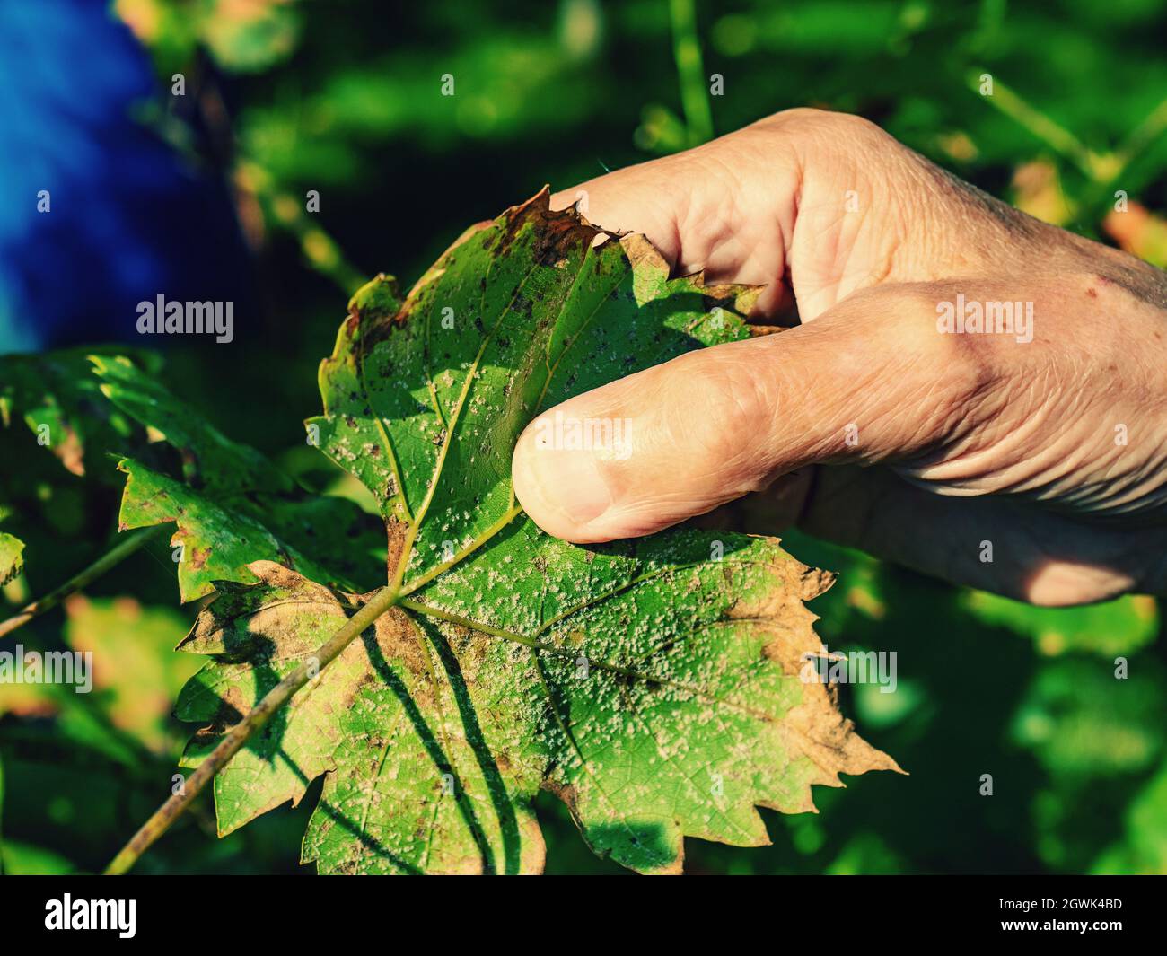Winzer untersucht eine weiße Blattlaus auf der Unterseite eines Weinblattes. Gelbfärbende Blätter und ruinierte Ernte. Stockfoto