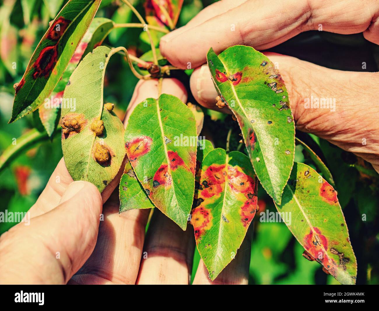 Rote Punkte Krankheit der Birnenblätter. Puccinia recondita Flecken