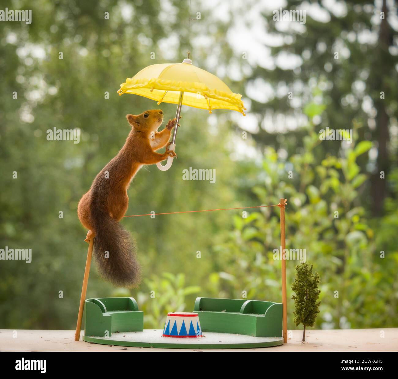 Eichhörnchen halten einen Regenschirm auf einem Seil Stockfotografie - Alamy