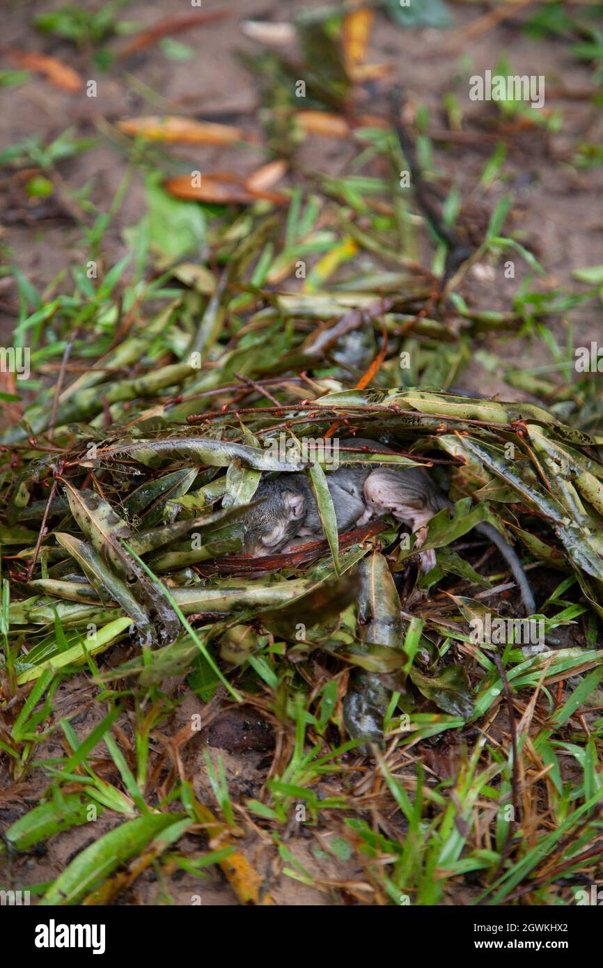 Einzelnes Baby-Ostgrauhörnchen (Sciurus carolinensis) in einem provisorischen Nest, nachdem es aus einem Baum gefallen ist Stockfoto