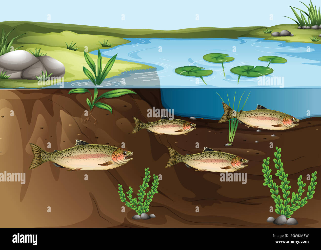 Ein Ökosystem unter dem Teich Stock Vektor