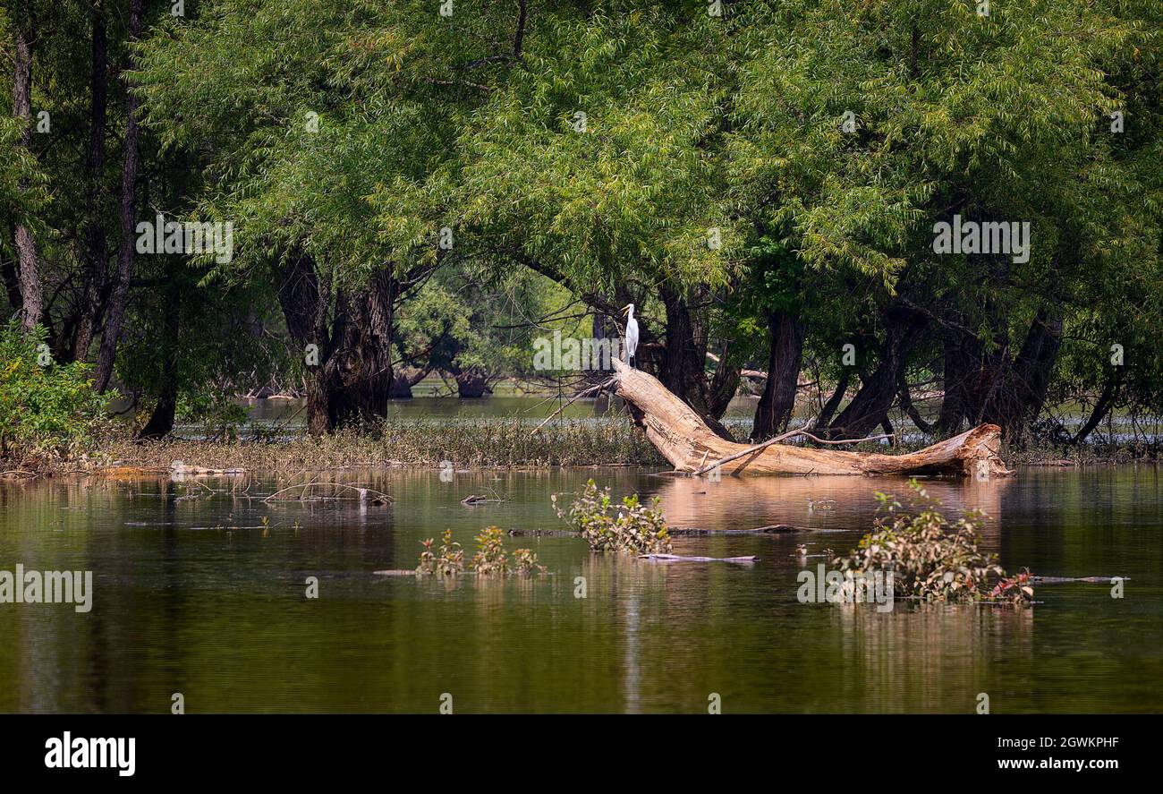 Ein Reiher steht auf einem Baumstamm am Ufer des French Board River in Tennessee Stockfoto