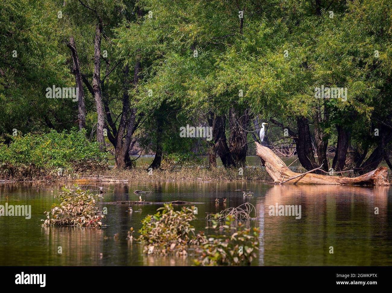Ein Reiher steht auf einem Baumstamm am Ufer des French Board River in Tennessee Stockfoto