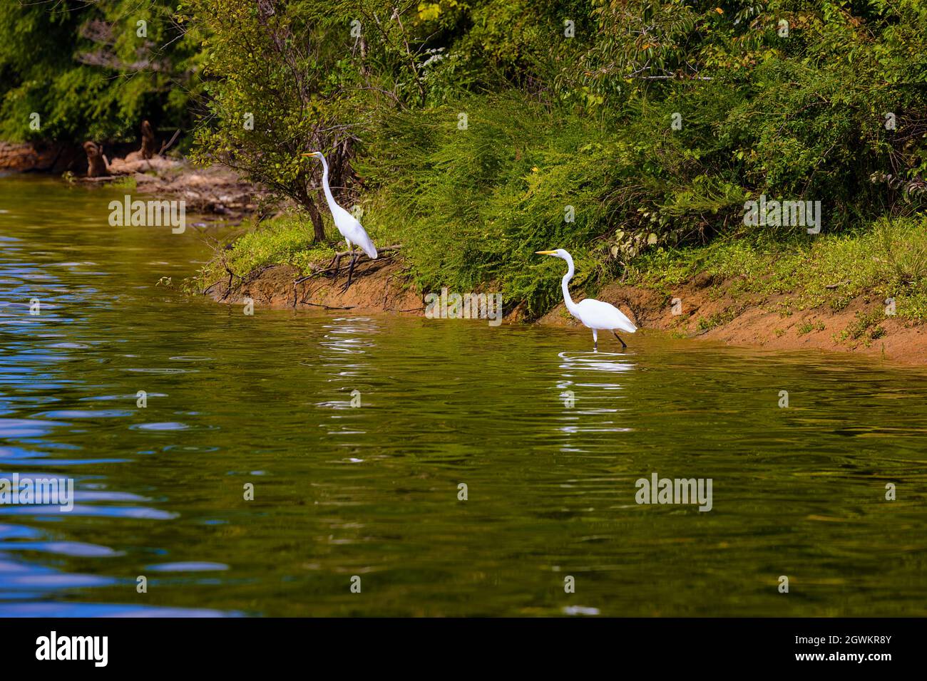 Silberreiher jagen am Ufer des French Board River in Tennessee, USA Stockfoto