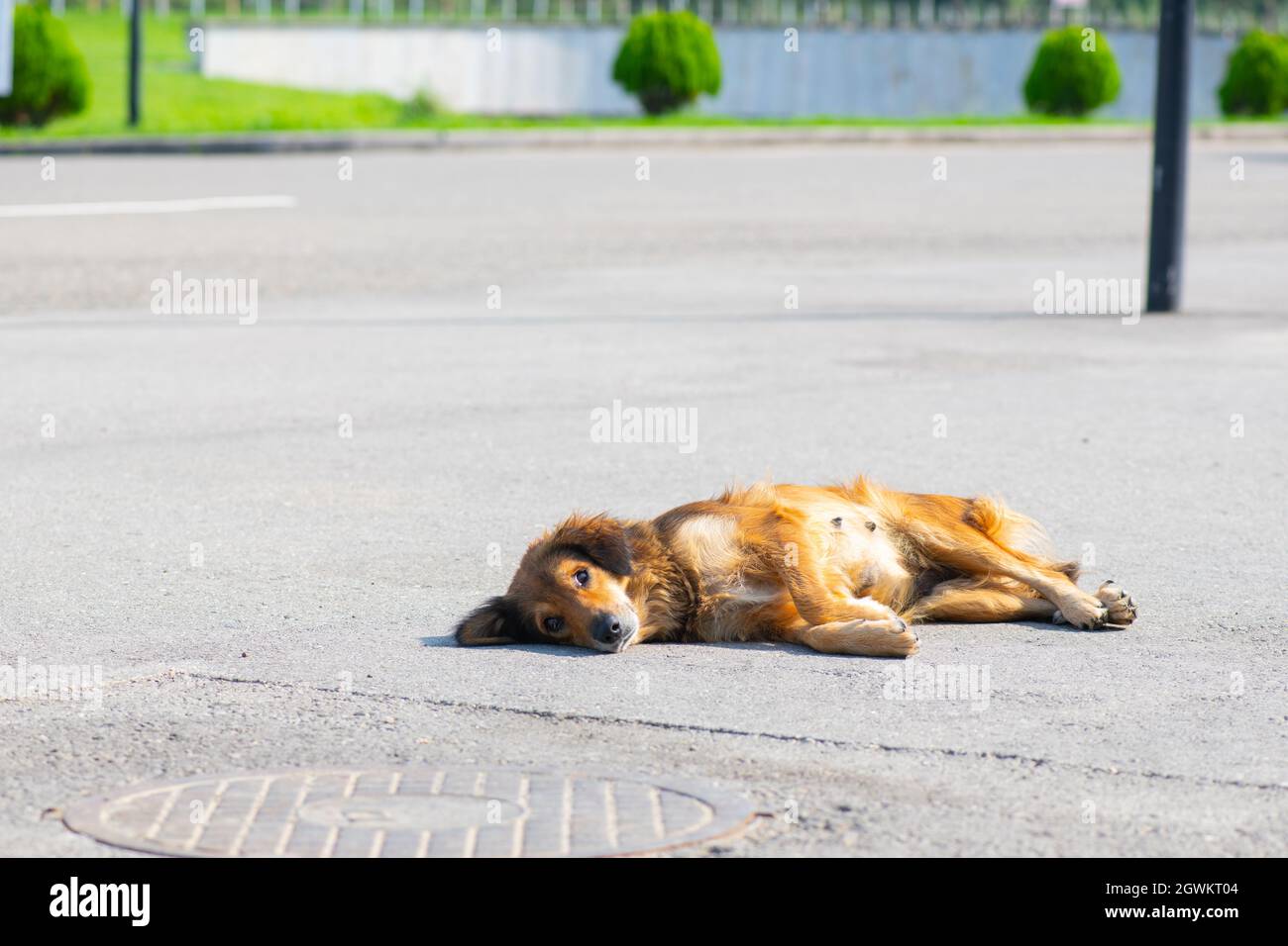 Niedlicher Ingwer-Hund liegt auf dem Bürgersteig Stockfoto