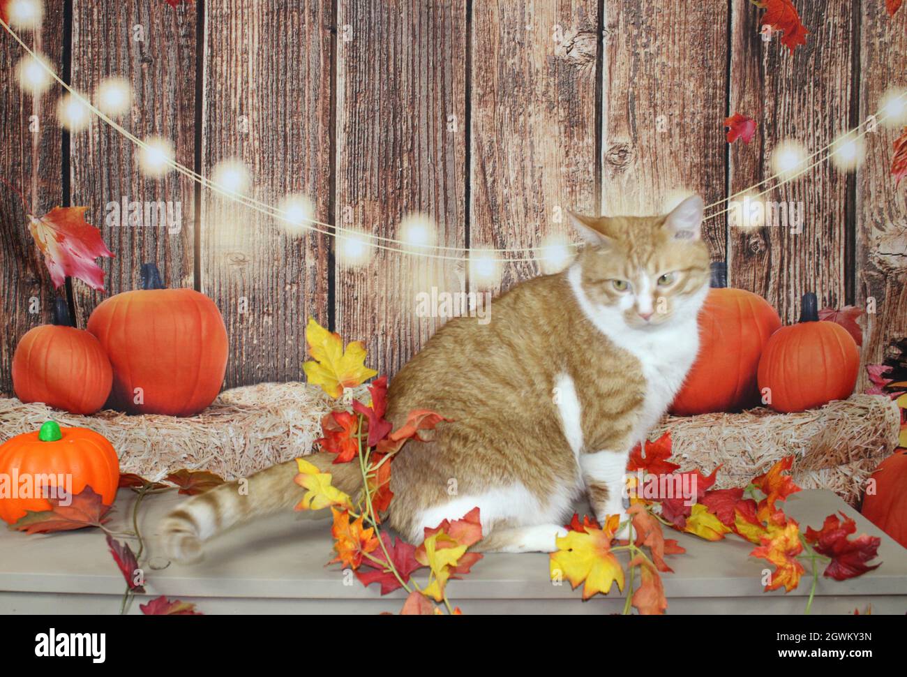 Herbst festliche Katze mit Blättern. Stockfoto