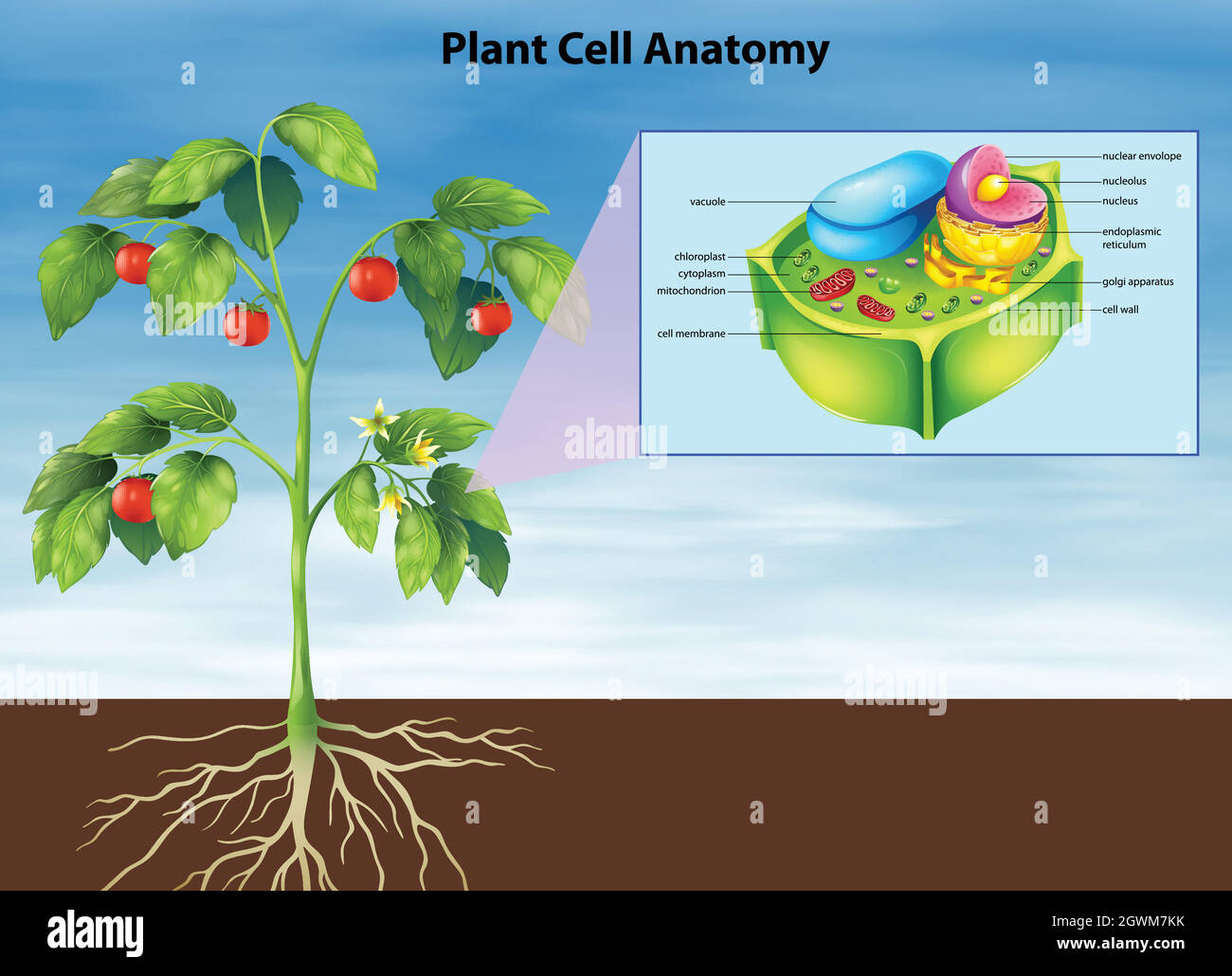 Anatomie der Pflanzenzelle Stock Vektor