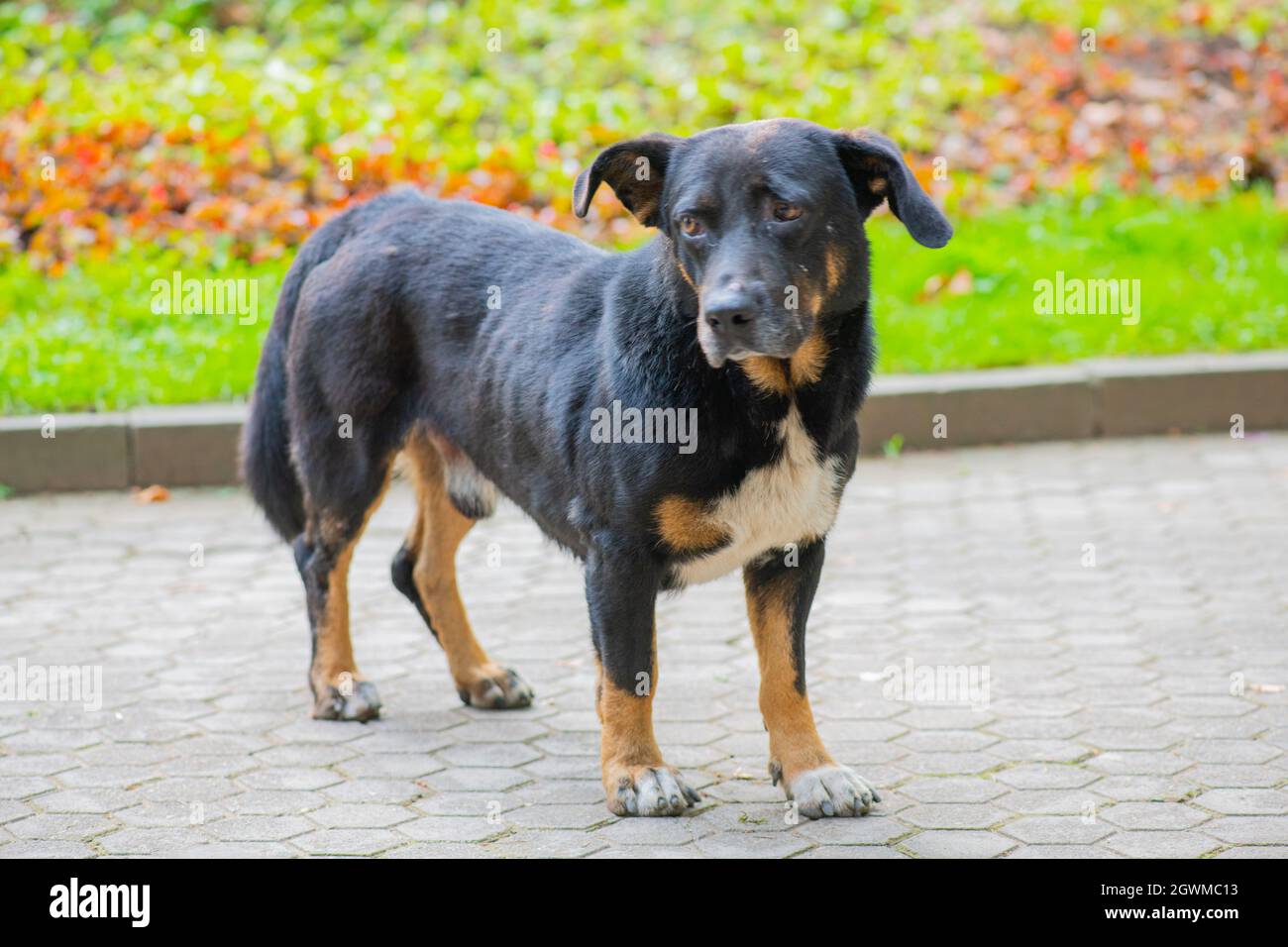Ohren eines schwarzen Hundes in verschiedene Richtungen Stockfoto