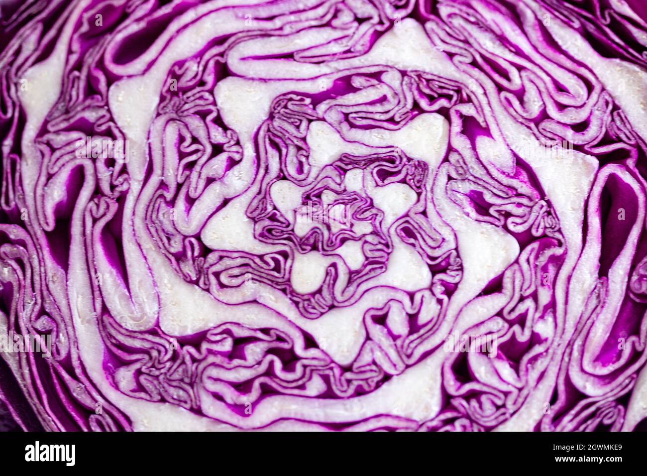 Ein aufgeschnittener Rotkohl (Brassica oleracea var. capitata f. rubra) zeigt sein spiralförmiges, geometrisches Wachstum, wie ein abstraktes Design Stockfoto