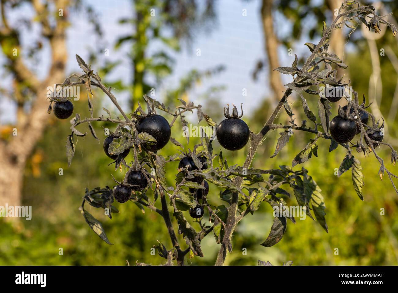 Schwarze Bio-Tomaten wachsen auf einem Busch auf einer Farm Stockfoto