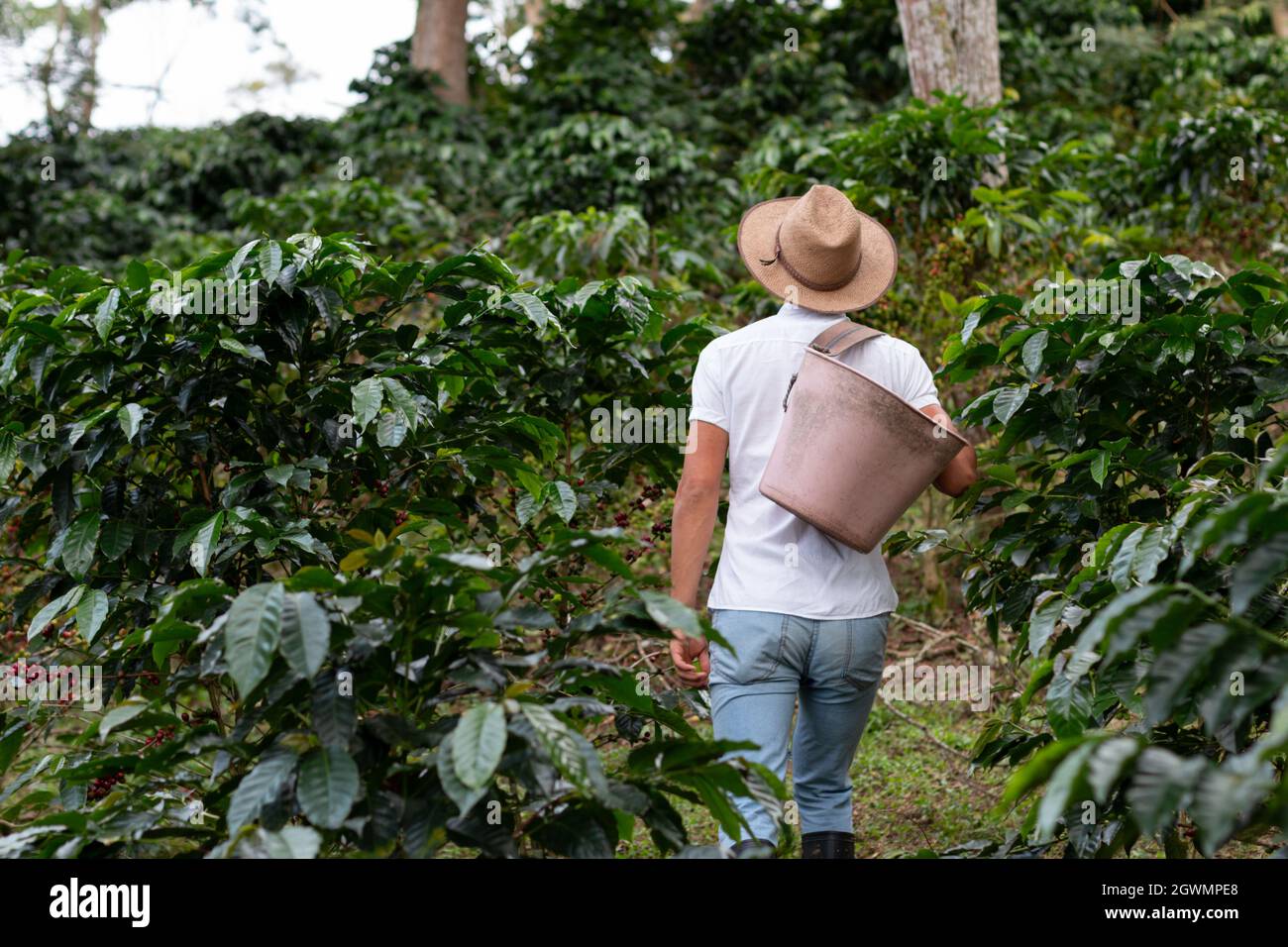 Kaffeebauer, der durch die Kaffeeplantage spazierengeht. Kaffeepflanzen. Mann mit Bauernhut. Stockfoto