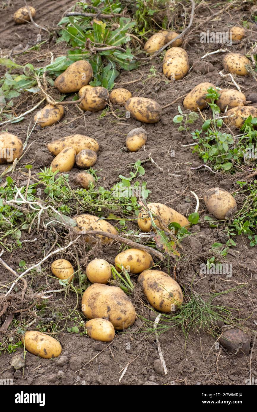 Kartoffeln auf einem Kartoffelfeld ernten. Hintergrund der Landwirtschaft Stockfoto