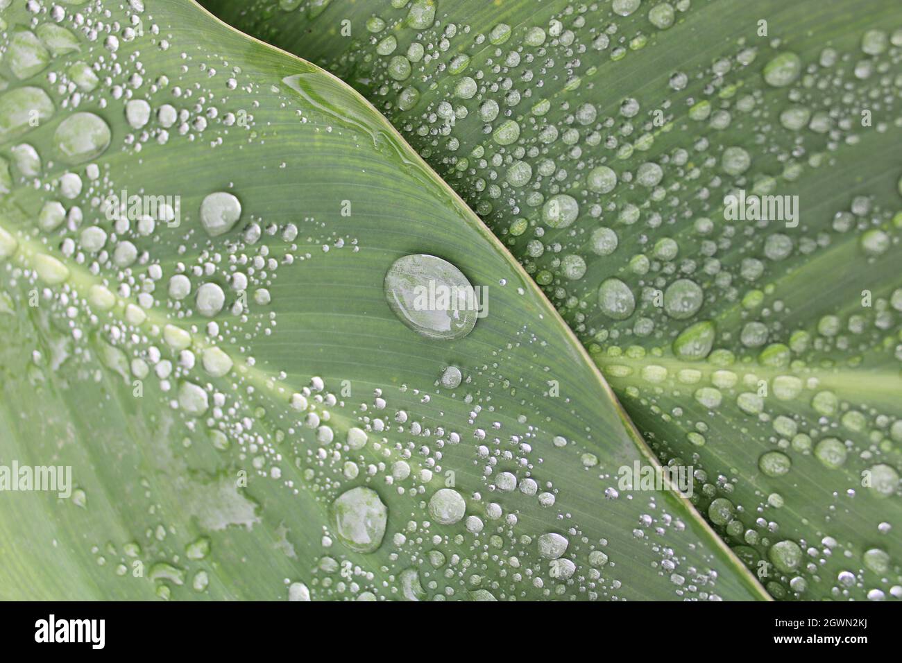 Zwei Seerosenblätter mit großen Wassertröpfchen. Stockfoto