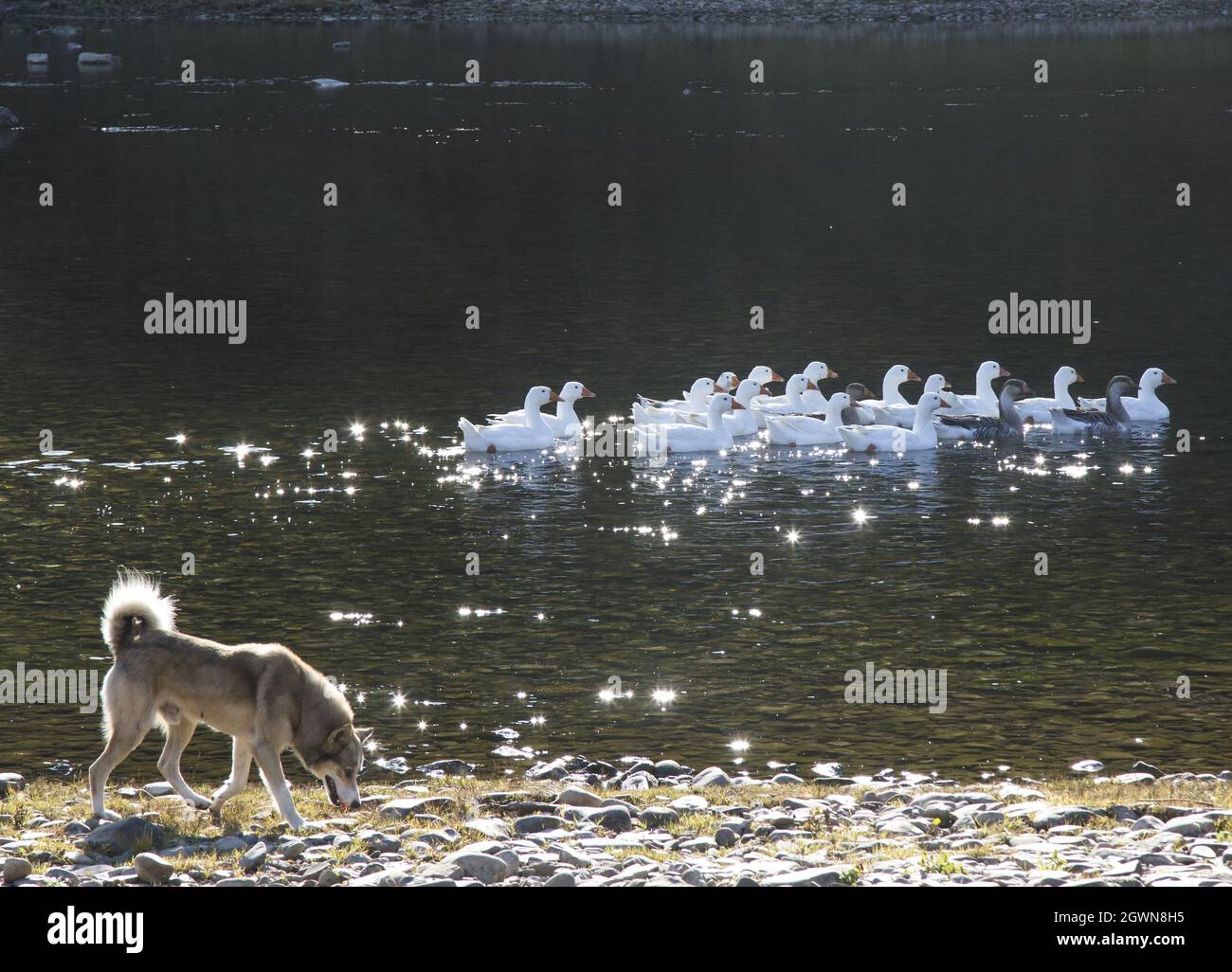 Weiße Enten, die am Fluss schwimmen, und ein Landhund, der sie am Ufer begleitet Stockfoto