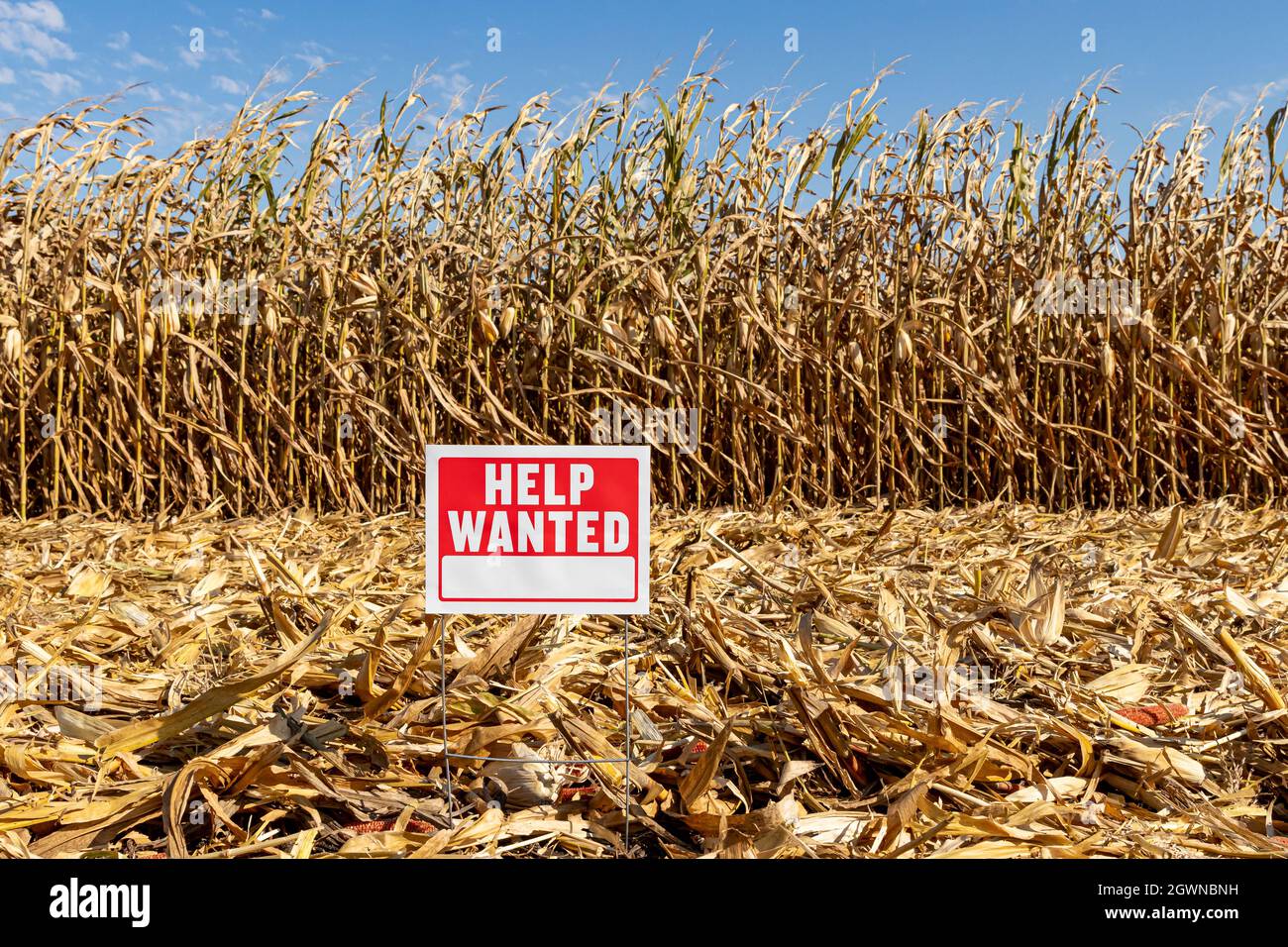 Hilfe wollte Zeichen in Farm Feld. Arbeitskräftemangel in der Landwirtschaft, Arbeitsmarkt in der Landwirtschaft und Beschäftigungskonzept Stockfoto
