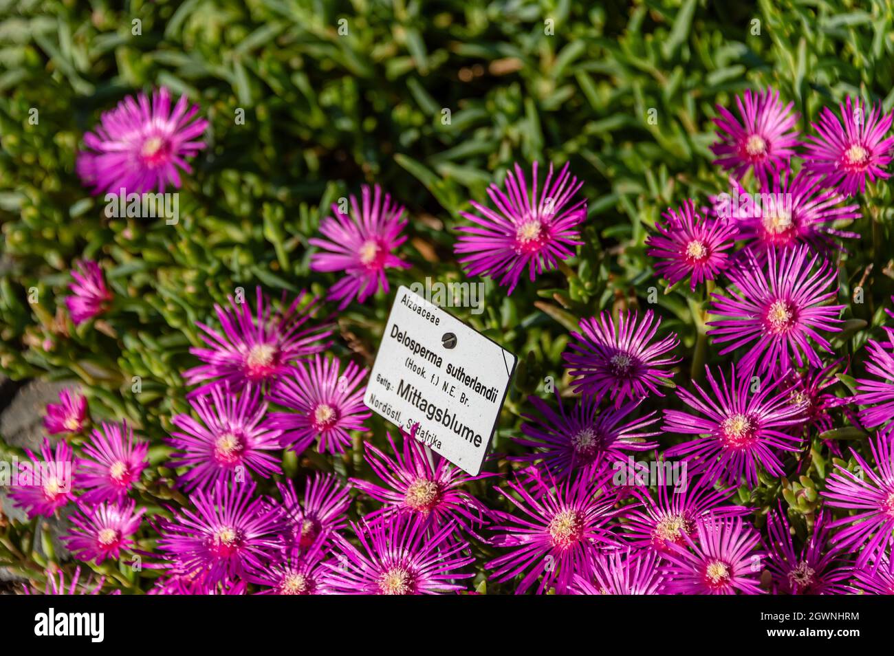 Delosperma sutherlandii Blumen aus der Nähe Stockfoto