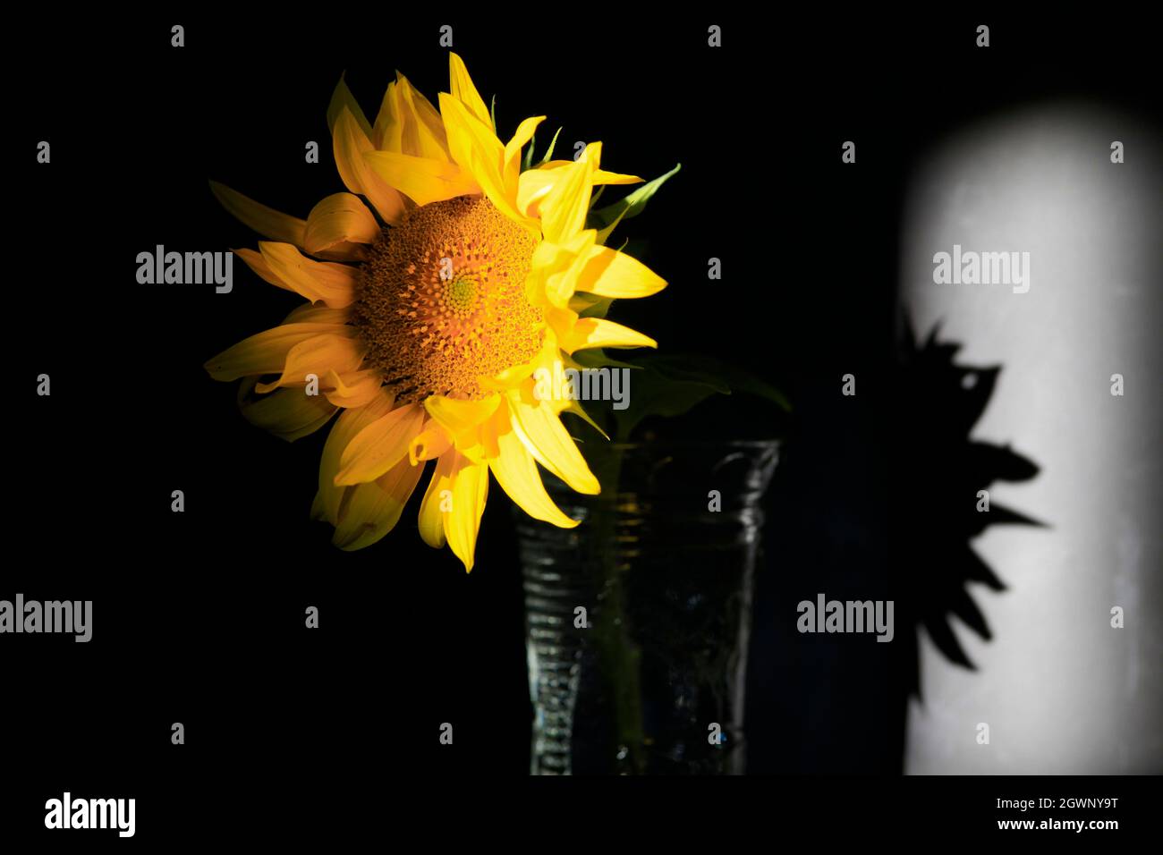 Sonnenblumenschnittblume in Glasvase vor dunklem Hintergrund in starker Morgensonne Stockfoto